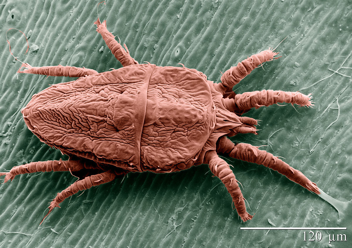
          Brevipalpus phoenicis