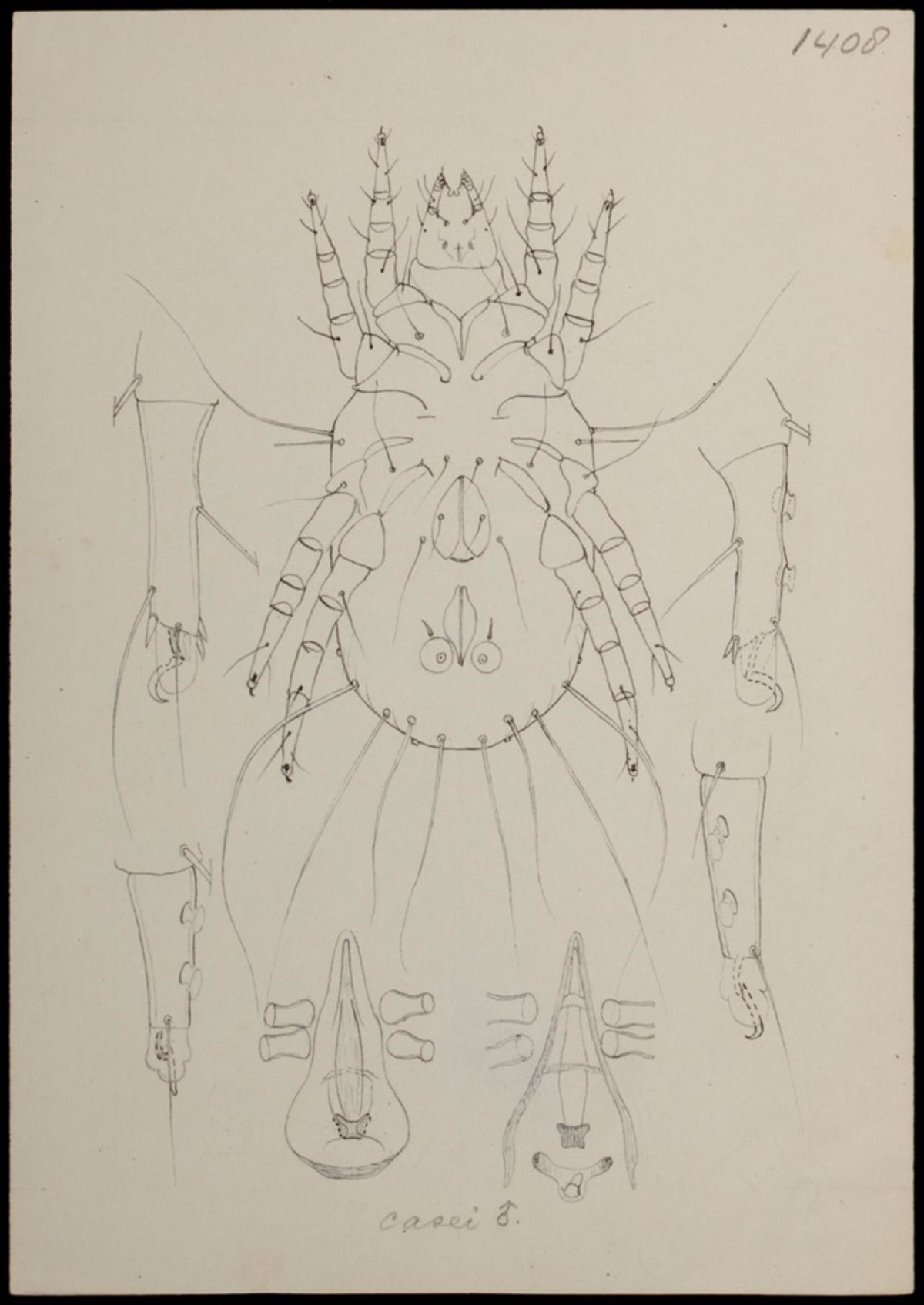 
          Tyrophagus casei (acarien du fromage)