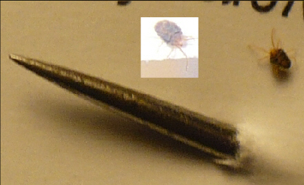 
          Bryobia praetiosa (Bryobe du trèfle)