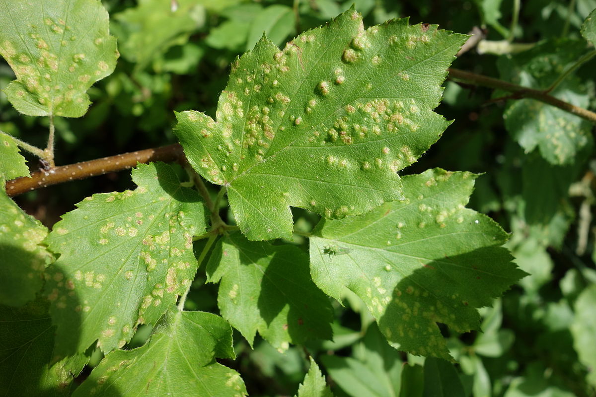 
          Eriophyes pyri (Phytopte du poirier)
