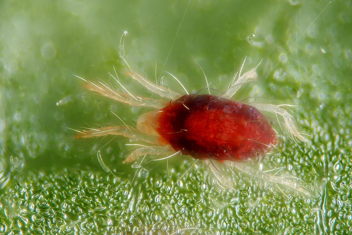 
          Tetranychus urticae (Tétranyque tisserand)
