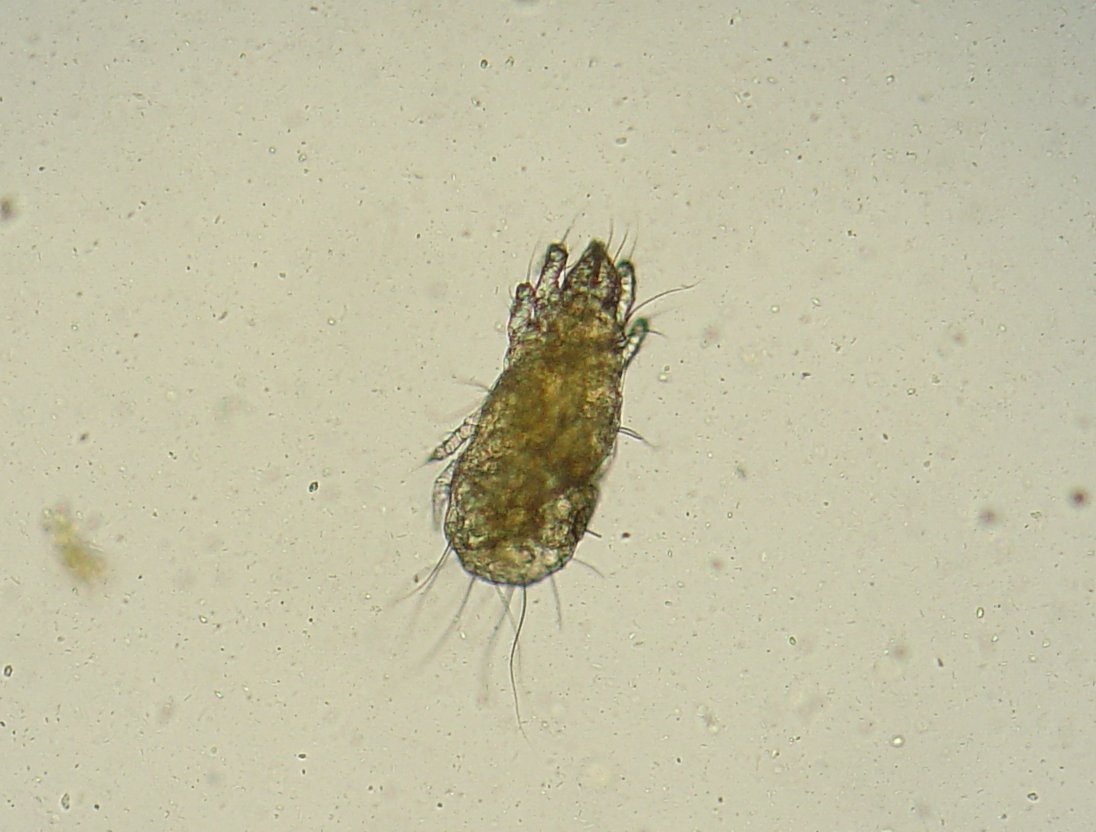 
          Acarus siro (ciron)