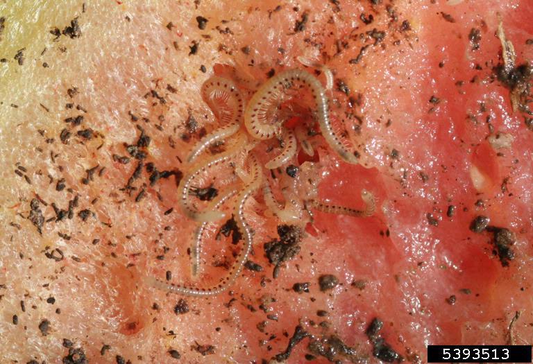 
          Blaniulus guttulatus (la blaniule mouchetée)