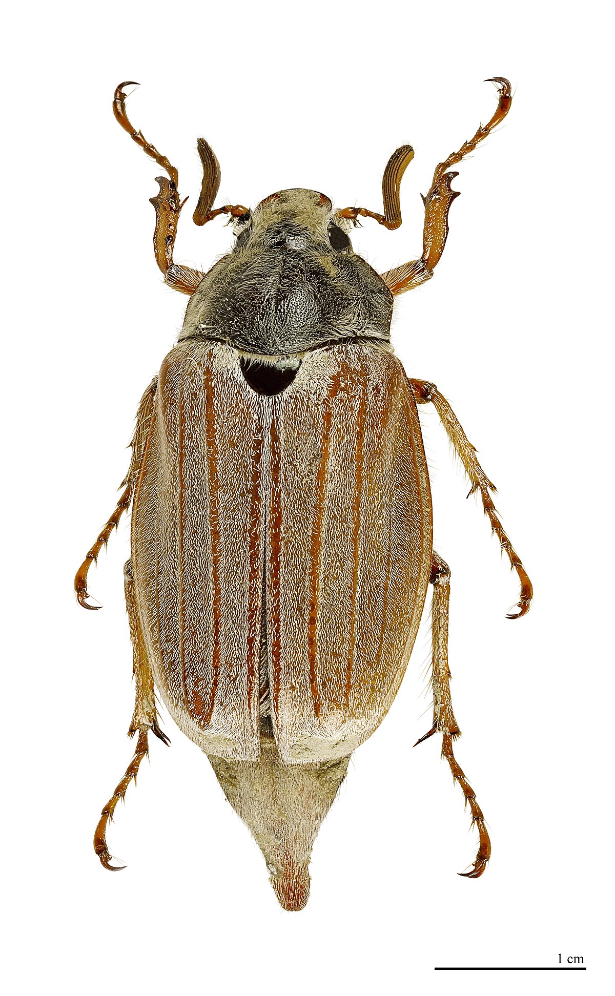 
          Melolontha melolontha (hanneton commun)