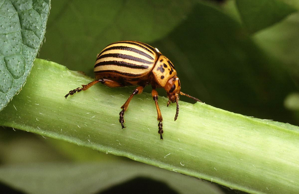 
          Le Doryphore (Leptinotarsa decemlineata)