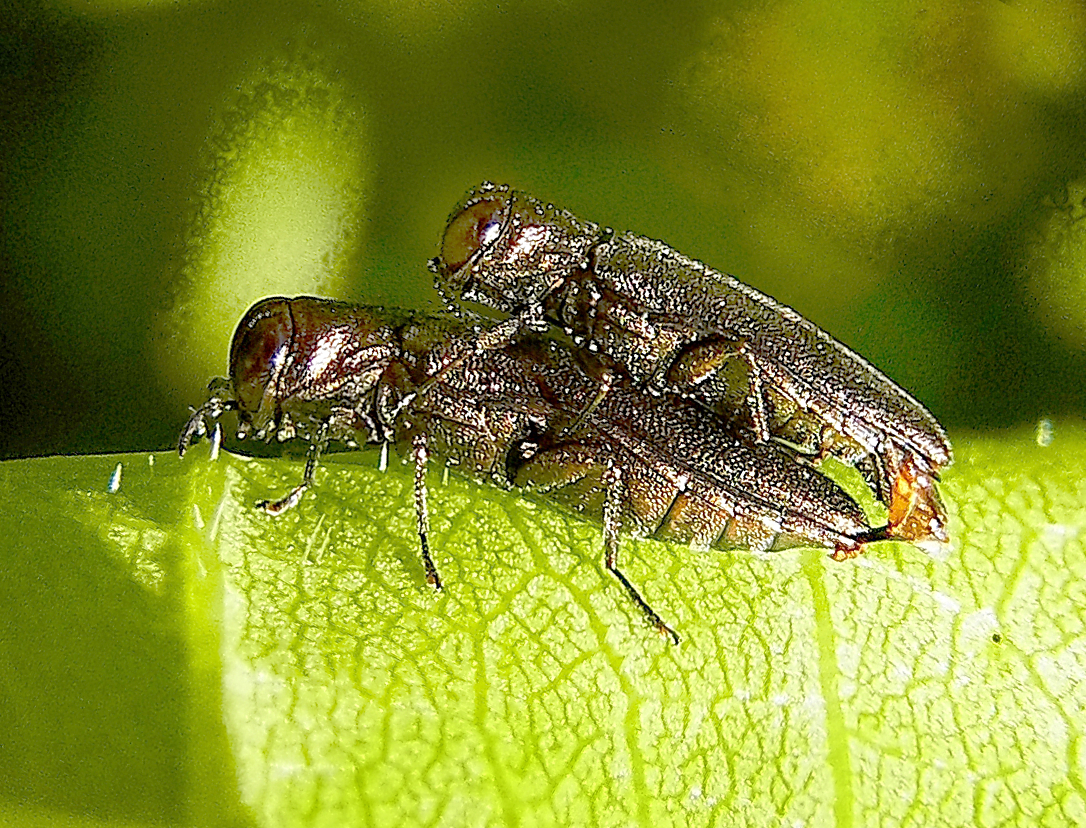 
          Agrilus derasofasciatus (l'agrile de la vigne)