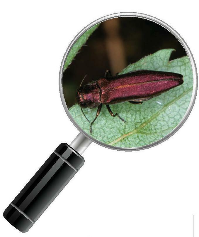 
          Agrilus sinuatus (Agrile du poirier)