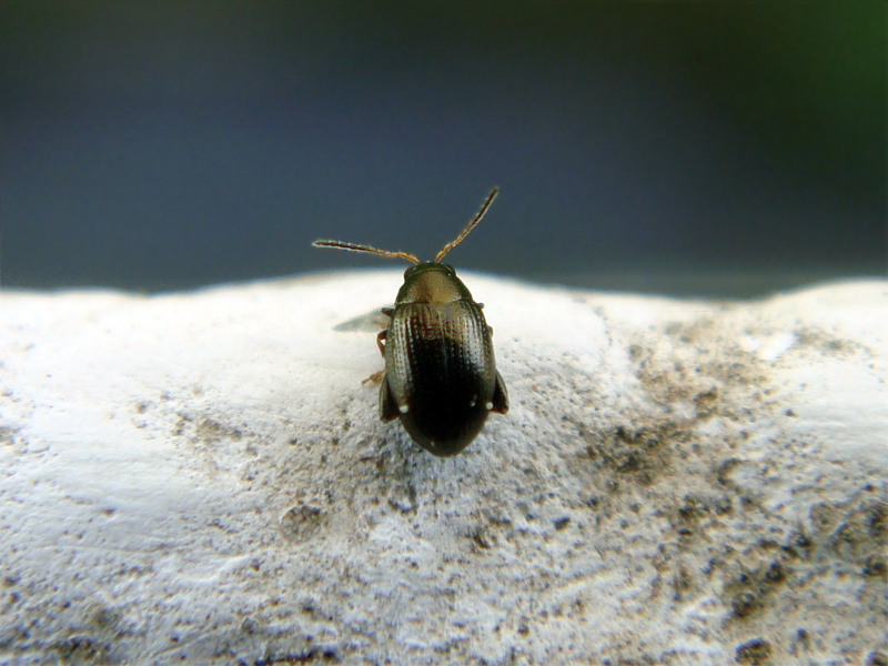 
          Chaetocnema concinna (altise de la betterave)