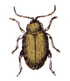 
          L'altise de la pomme de terre (Psylliodes affinis)