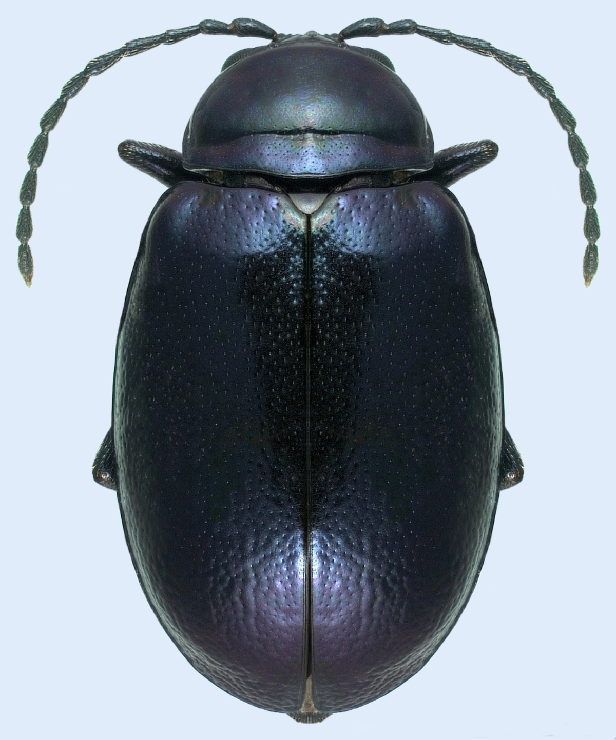 
          Altica chalybea (Altise de la vigne)