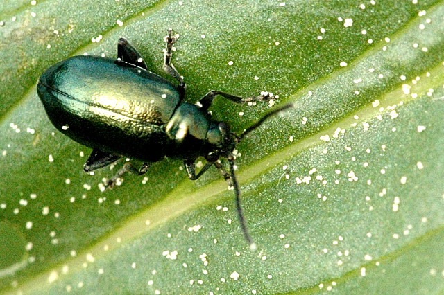 
          Altica lythri (Altise de la vigne)
