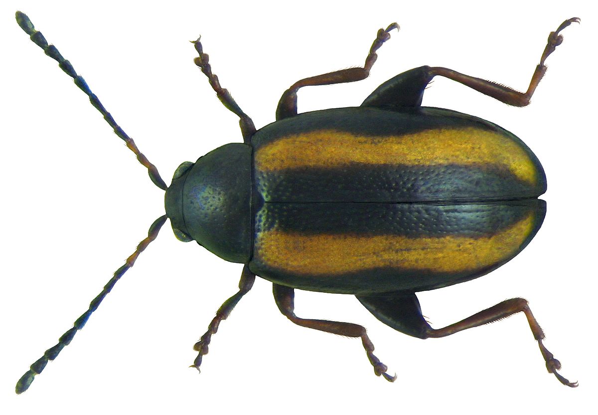 
          Phyllotreta nemorum (altise du chou)