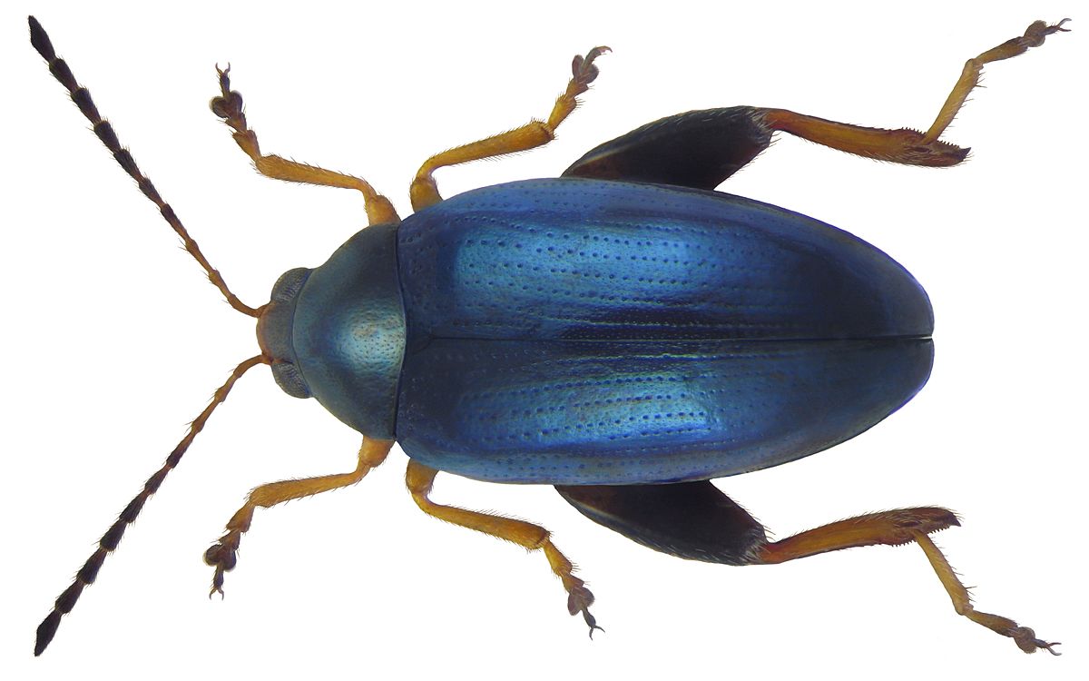 
          Psylliodes chrysocephalus (altise du colza)