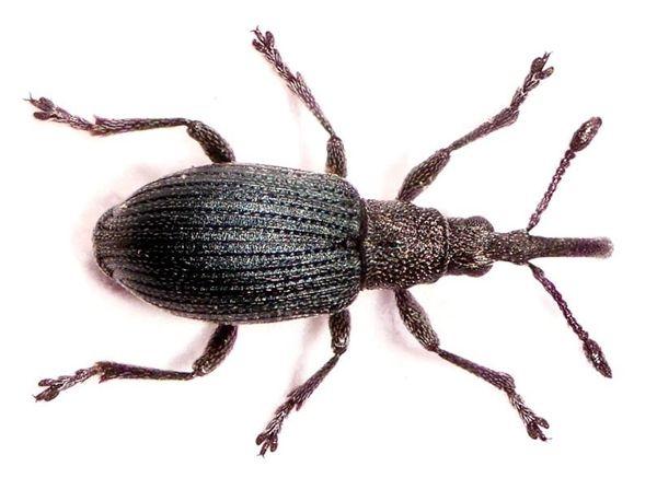 
          Apion carduorum (l'apion de l'artichaut)