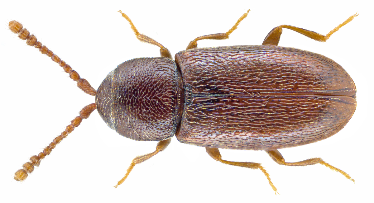 
          Atomaria linearis (atomaire de la betterave)