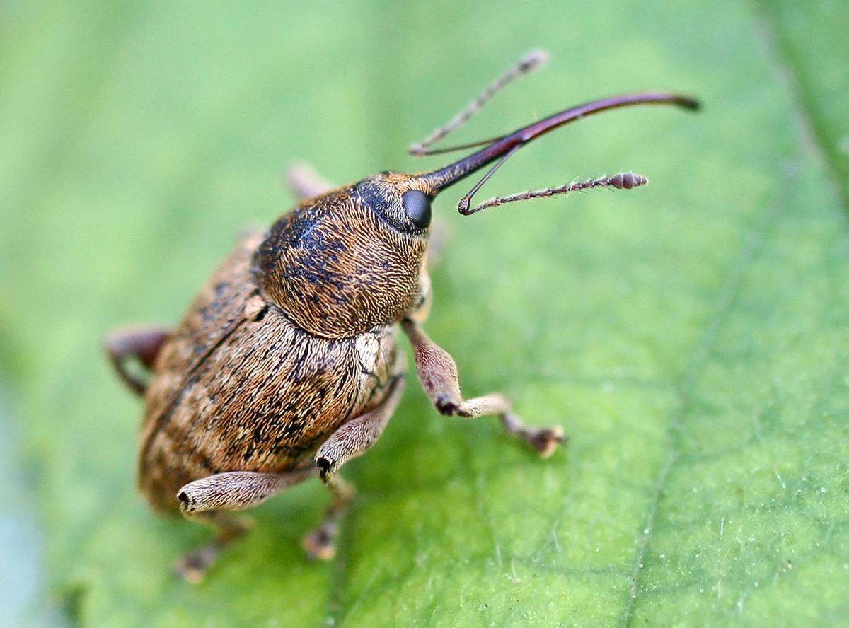 
          Curculio nucum (Balanin des noisettes)