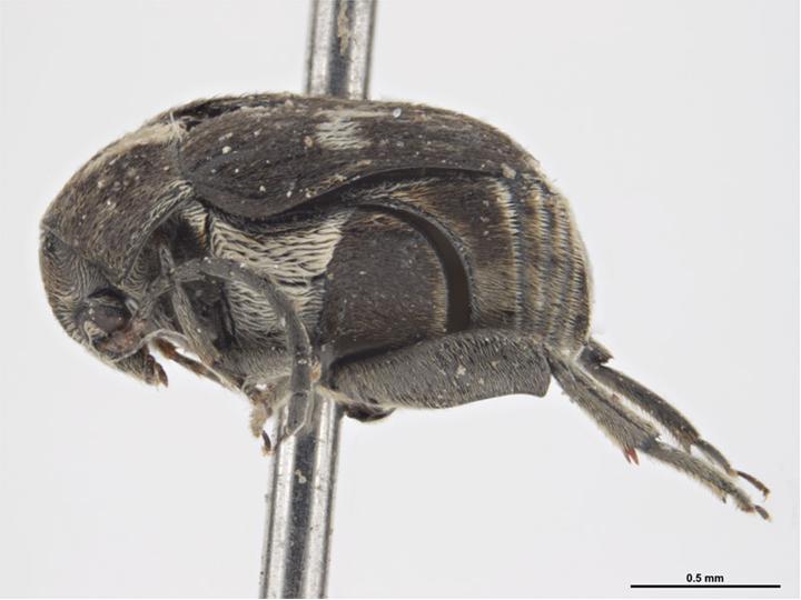 
          Zabrotes subfasciatus (bruche brésilienne)