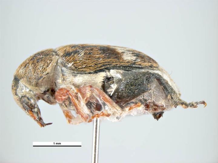 
          Bruchus signaticornis (bruche des lentilles)