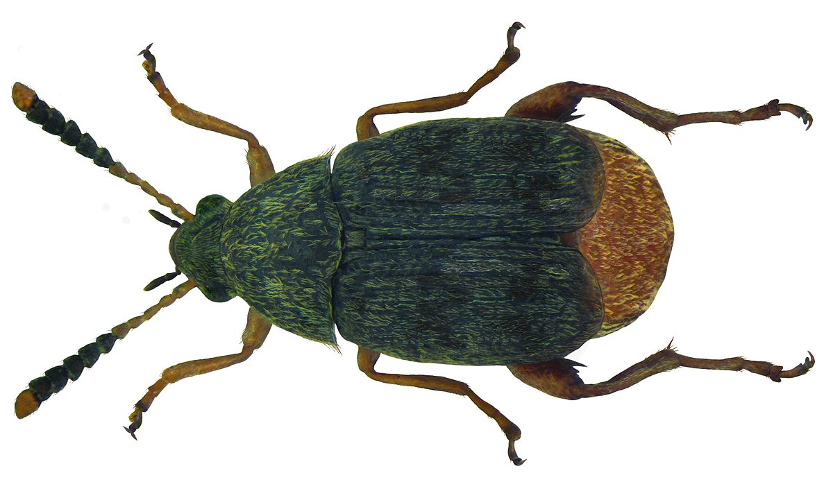 
          La bruche du haricot (Acanthoscelides obtectus) 