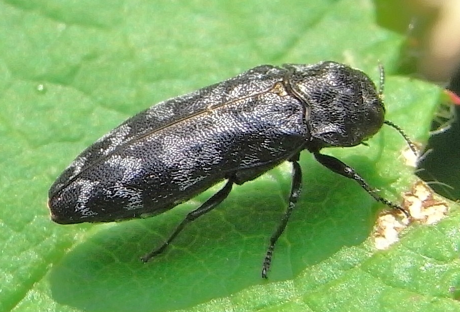 
          Coraebus rubi (Bupreste du rosier)
