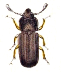 
          Tenebroides mauritanicus (la cadelle ou trogosite)