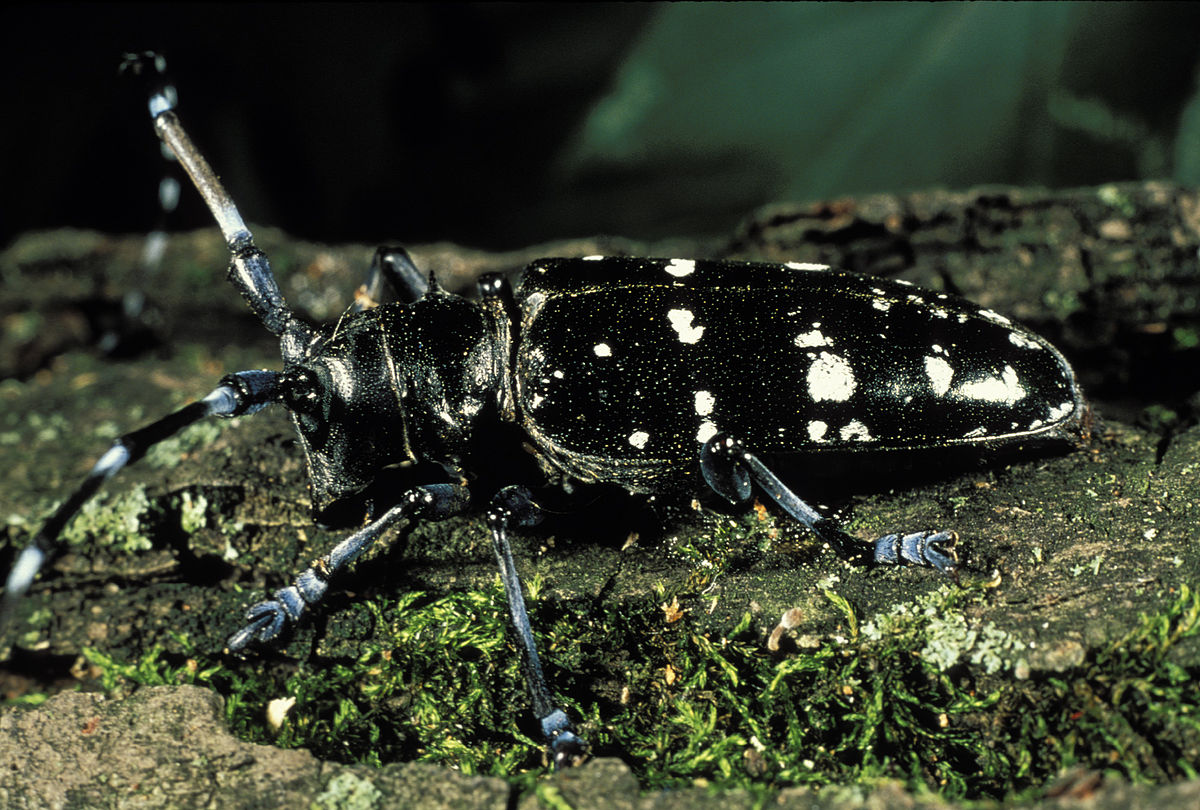 
          Anoplophora glabripennis (Capricorne asiatique)