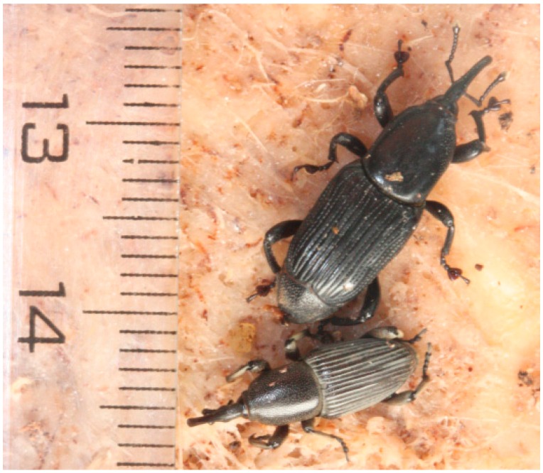 
          Cosmopolites sordidus (Charançon du bananier)