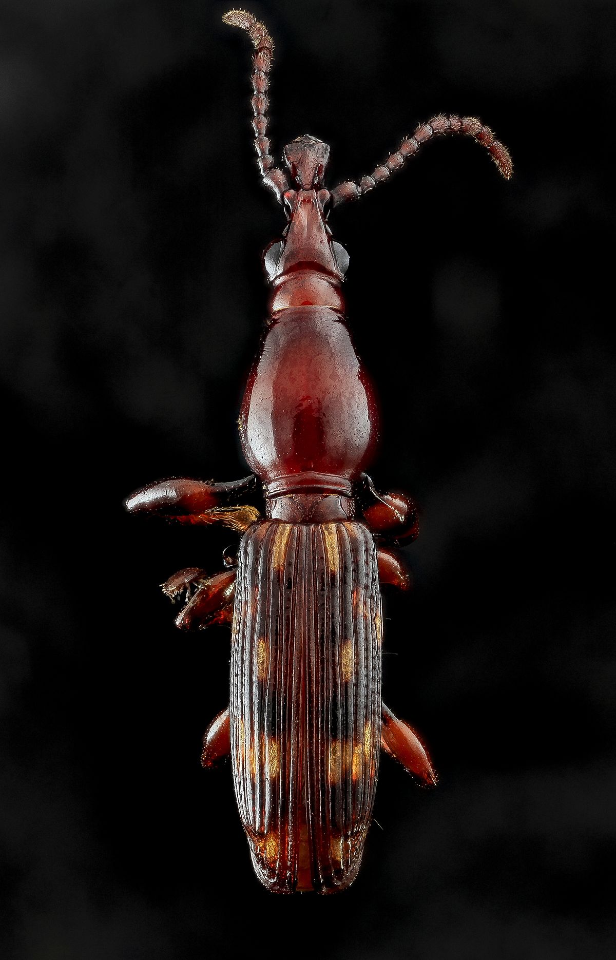 
          Arrhenodes minutus (charançon du chêne)