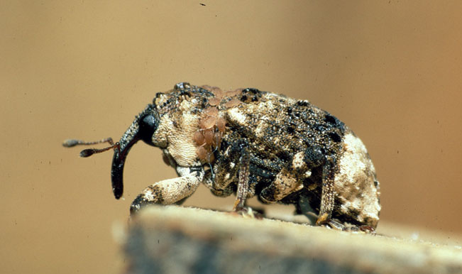 
          Cryptorhynchus lapathi (charançon du saule)