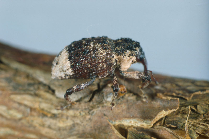 
          Cryptorhynchus lapathi (charançon du saule)