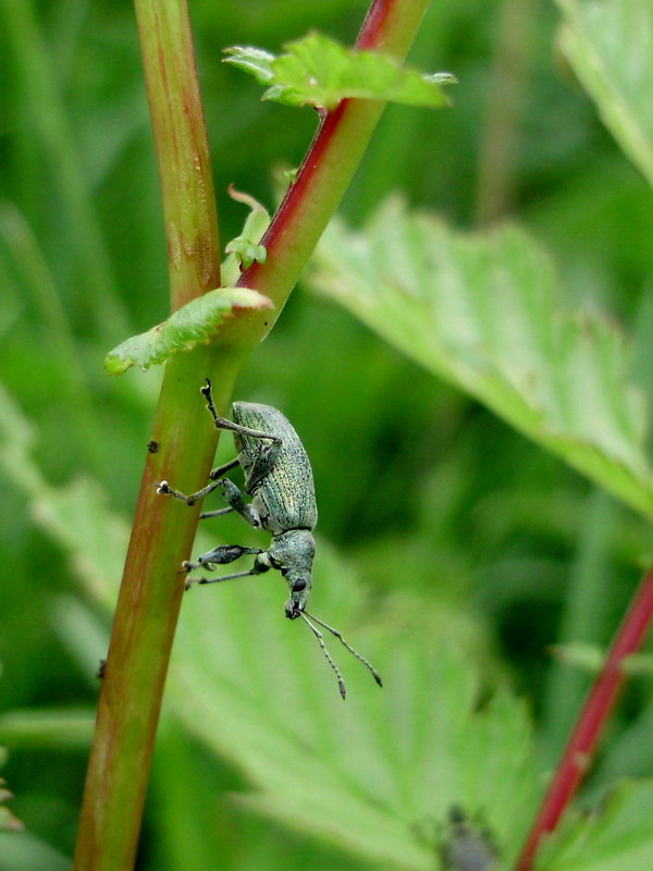 
          Phyllobius pomaceus (Charançon de l'ortie)