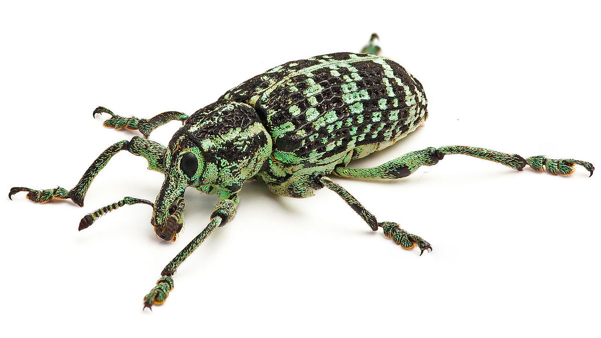 
          Chrysolopus spectabilis (Charançon australien)