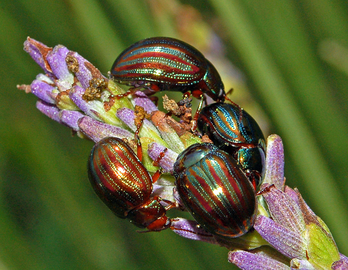
          Chrysolina americana (chrysomèle américaine)