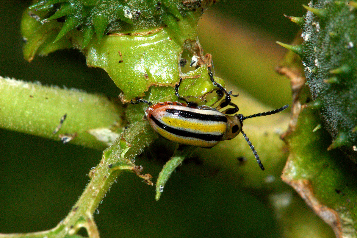
          Lema daturophila (Chrysomèle de la pomme de terre)