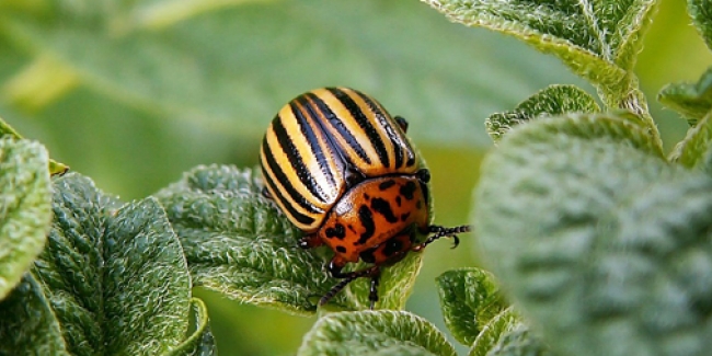 
          Lema daturophila (Chrysomèle de la pomme de terre)