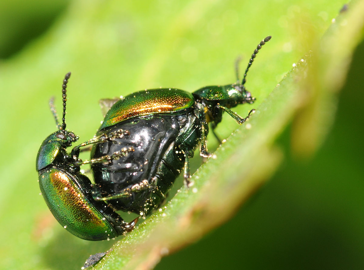 
          Gastrophysa viridula (chrysomèle de l'oseille)