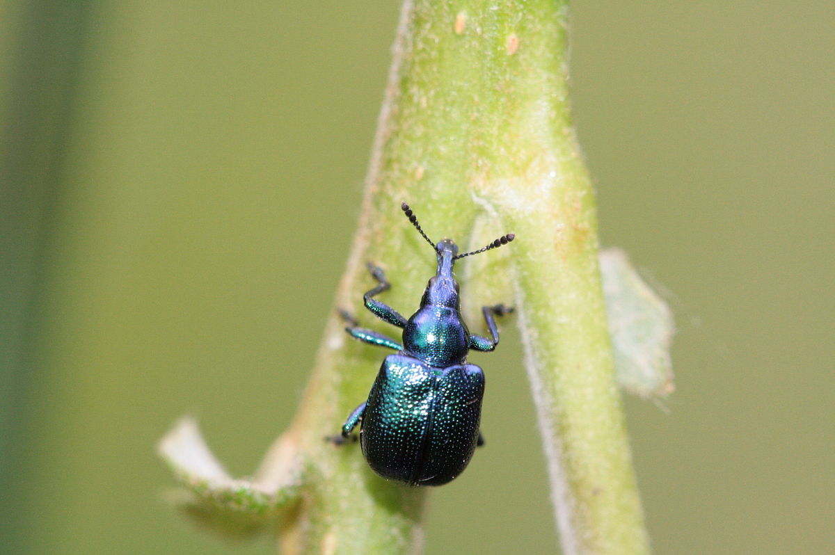 
          Byctiscus betulae (Cigarier de la vigne)