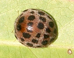 
          Henosepilachna vigintioctopunctata (Coccinelle de la pomme de terre)