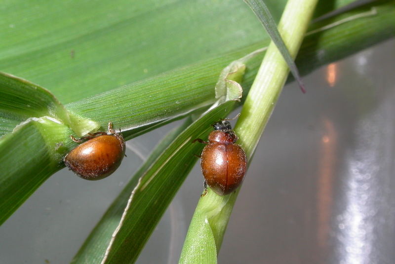 
          Subcoccinella vigintiquatuorpunctata (Coccinelle des légumineuses)
