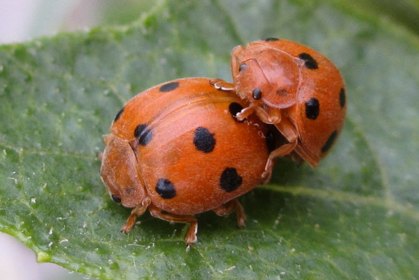 
          Henosepilachna argus (Coccinelle du melon)