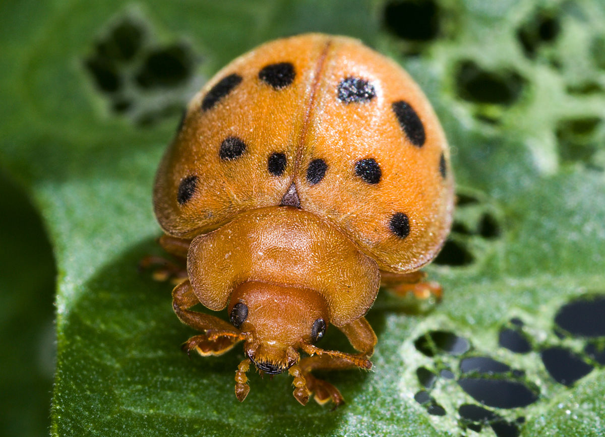 
          Epilachna varivestis (Coccinelle du haricot mexicain)