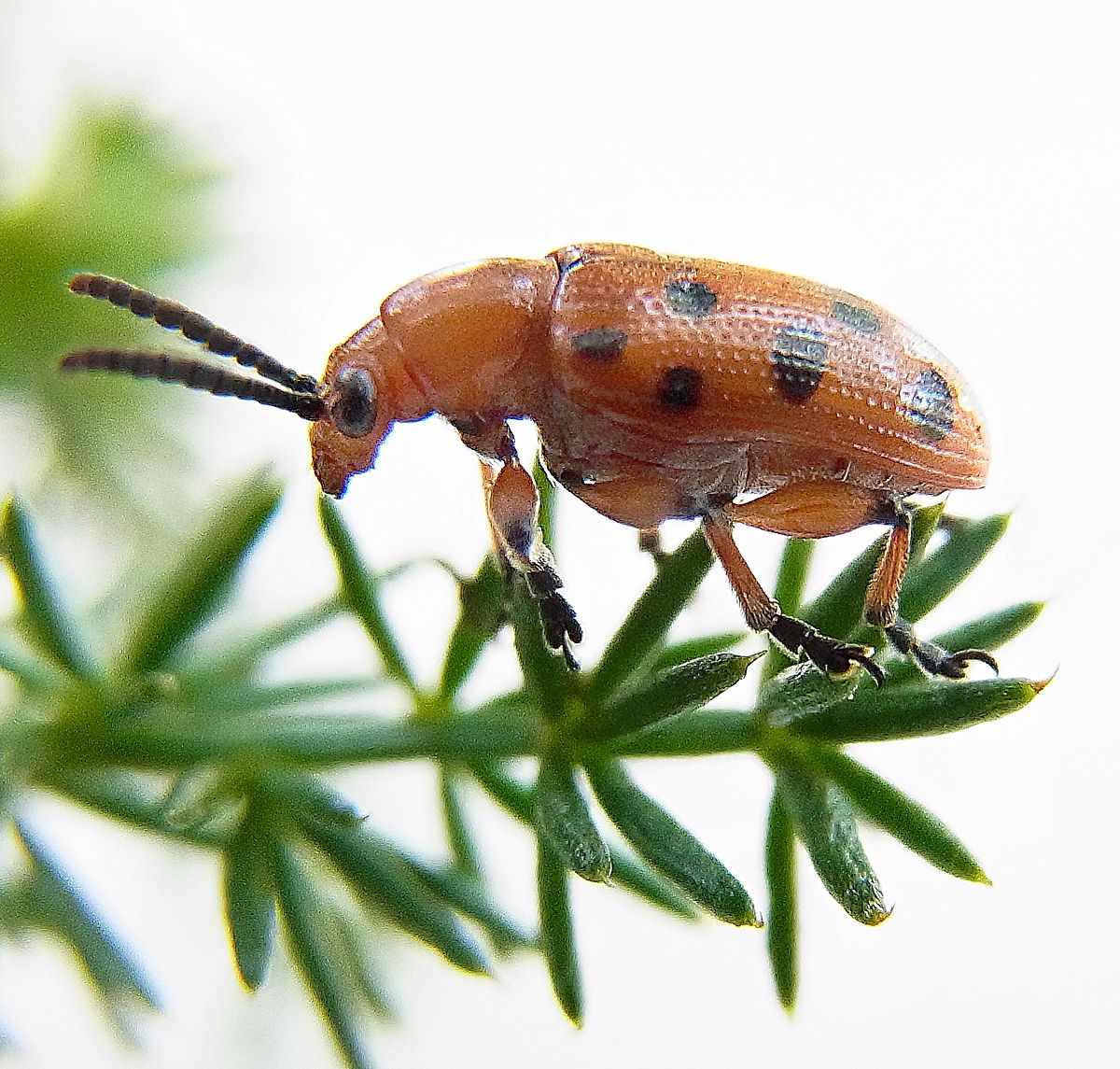 
          Crioceris duodecimpunctata (criocère à douze points)