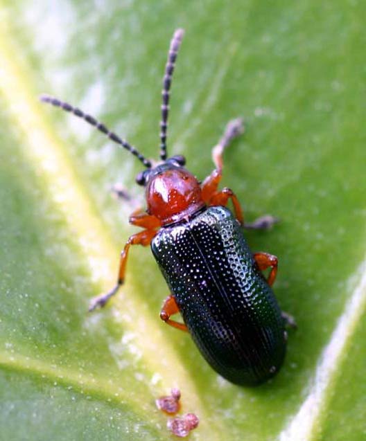 
          Oulema melanopus (léma à pieds noir)