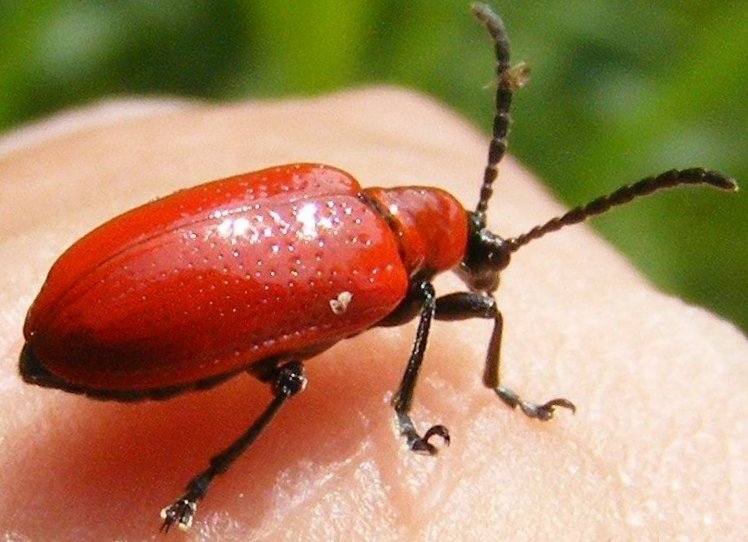 
          Le criocère du lys (Lilioceris lilii)