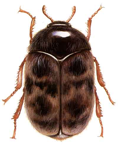
          Trogoderma granarium (Dermeste des grains)