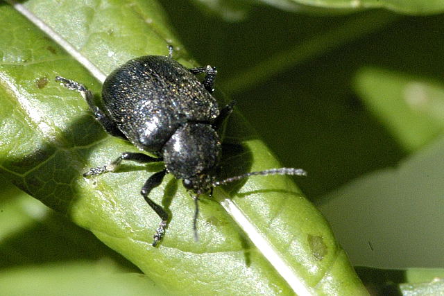 
          Bromius obscurus (Eumolpe)