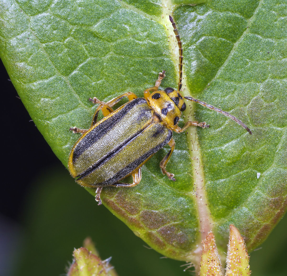 
          Xanthogaleruca luteola (Galéruque de l'orme)