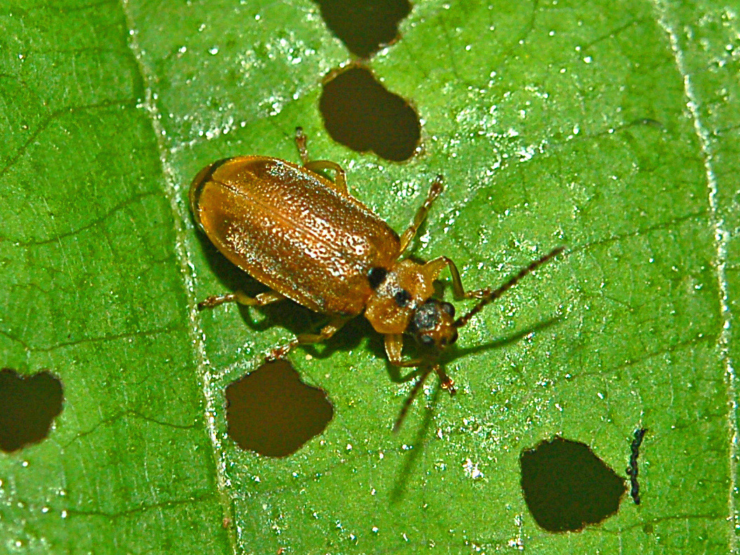 
          Galerucella lineola (Galéruque de l'osier)