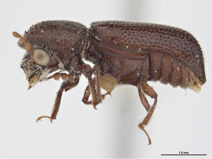 
          Prostephanus truncatus (le grand capucin du maïs)