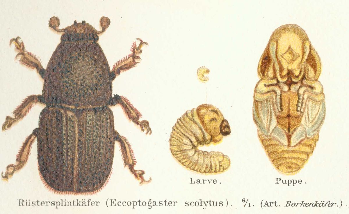 
          Grand scolyte de l'orme (Scolytus scolytus)